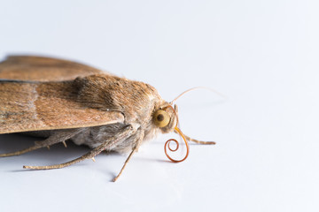 Moth comprise a group of insects related to butterflies, Close up of Cricula Silkmoth (Cricula Trifenestrata), isolated on white background