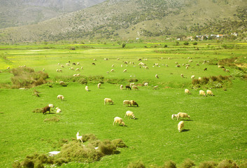Obraz premium Herd of sheep grazing in the mountains on meadow