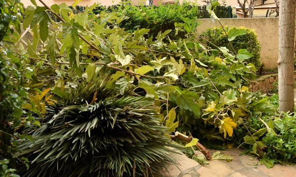 Poda de invierno.
&Aacute;rboles y plantas de jard&iacute;n preparadas para el invierno.
