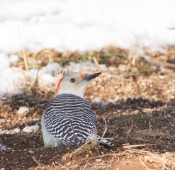 Female Red-bellied Woodpecker eating seed off the ground in winter, with snow on the background