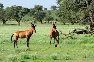 Two red hartbeest standing vigilant