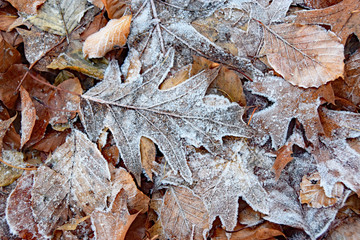 Laub im Winter