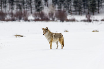 Coyote in Winter in Rocky Mountain National Park