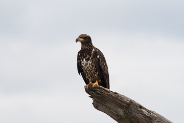 Immature Bald Eagle on Dungeness Spit, Washington