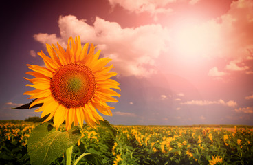 Beautiful sunflower against  sky