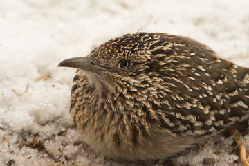 Closeup of a Greater Roadrunner squatting down in snow, waiting for prey