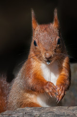 red squirrel