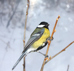 Naklejka premium Titmouse