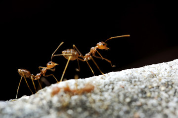 Red ants