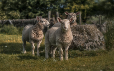 Three curious lambs 