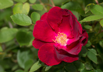 Deep red old style rose in the garden