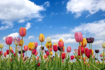 Gartenposter Tulpe Tulpenfeld mit bunten Tulpen, blauer Himmel mit Wolken
