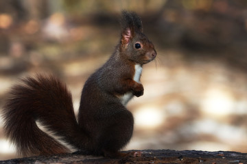 Naklejka na ściany i meble Dark red squirrel on a tree stump
