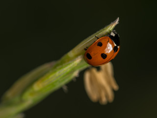 Ladybird on a straw