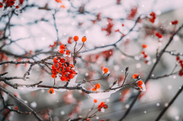 Ягоды рябина под снегом