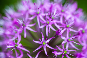 Blooming ornamental onion (Allium)