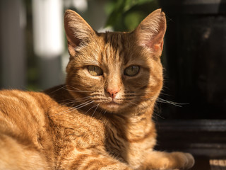 Female ginger cat laying on a window sill