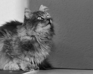 Long-haired cat in black and white