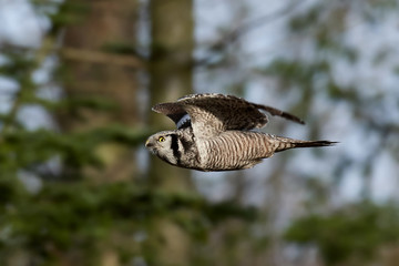 Northern hawk-owl (Surnia ulula)
