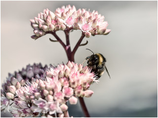 Bumblebee on Sedum (also known as Live Forever, Orpine, Houseleek, Bittercress)