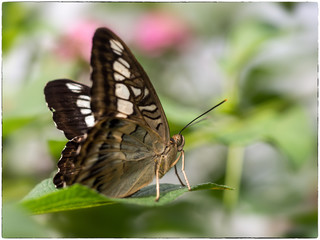 Obraz premium The Clipper Butterfly at the Butterfly Farm in Aruba