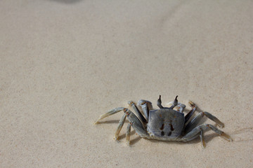 Crab in beach background ,Thailand