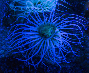 Cylinder anemone (Cerianthus membranaceus)