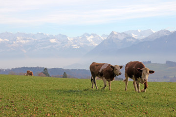 Rinder, Längenberg, Alpen, Schweiz 