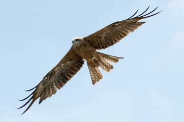 Whistling kite