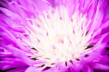 Close up of the blooming whitewash cornflower © rootstocks