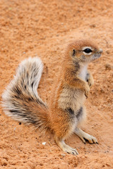 Ground squirrel pup standing