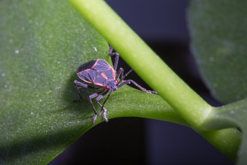 bug on leaf