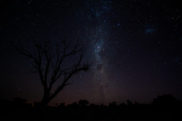 Naklejka premium Milky way and dead tree silouhette in the Kalahari