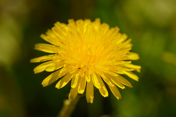 Photo of bright yellow dandelions on a dark background