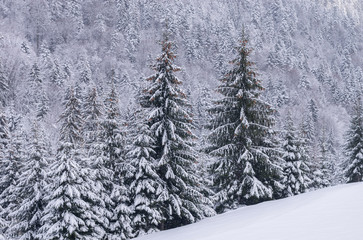 Snowfall in the spruce forest in the mountains.
