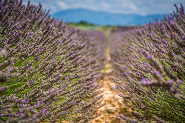 Lavender fields near Valensole in Provence, France. Rows of purp
