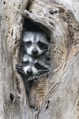Raccoons in a hole 1