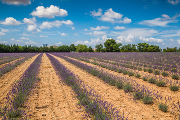 Fototapeta na wymiar Lavender fields near Valensole in Provence, France. Rows of purp