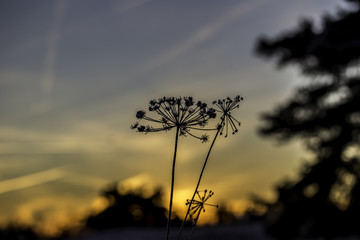 Verblühte Gräser im Sonnenaufgang an einem Wintermorgen