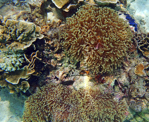 Naklejka na ściany i meble anemone fish and soft coral