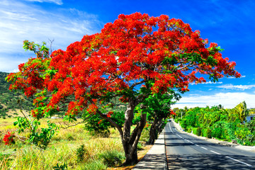 Beautiful exotic red flowers tree calls "flame tree" . Blooming in december in Mauritius island - Powered by Adobe