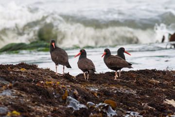 Black Oystercatchers Along Oregon Coast