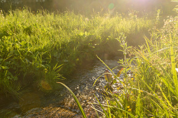 forest stream and dense green vegetation at sunset