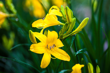 Fototapeta premium Closeup of the blooming yellow lily flowers