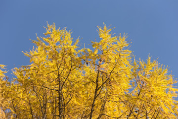 golden autumn larches