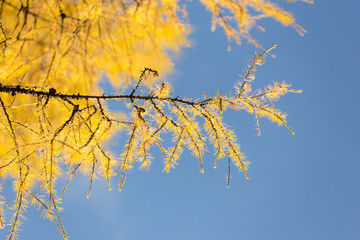 branch of autumn larch