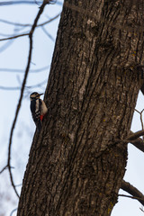 Great spotted woodpecker on a tree