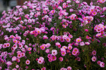 Bush of New York aster (Symphyotrichum novi-belgii) pink colour and beautiful bokeh