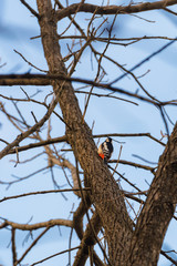 Great spotted woodpecker on a tree