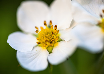 White flowers of the wild strawberry (Fragaria vesca)